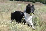 BORDER COLLIE 370